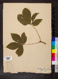 Aesculus glabra image