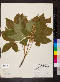 Aesculus glabra image