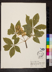 Aesculus glabra image