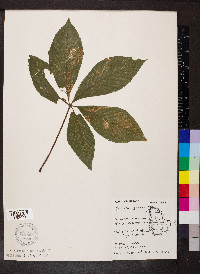 Aesculus glabra image