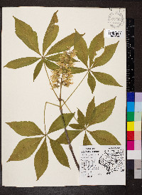 Aesculus glabra image