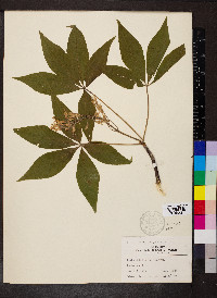 Aesculus glabra image