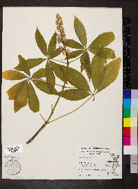 Aesculus glabra image