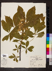 Aesculus glabra image