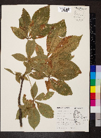 Aesculus glabra image