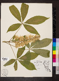 Aesculus glabra image