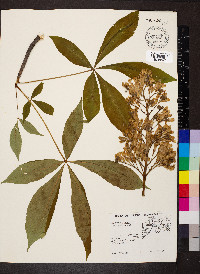 Aesculus glabra image