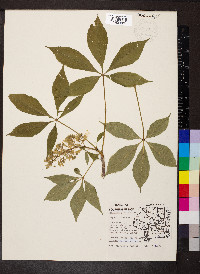 Aesculus glabra image