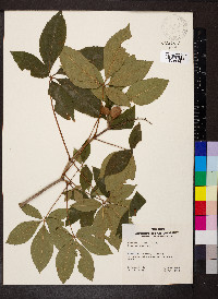 Aesculus glabra image