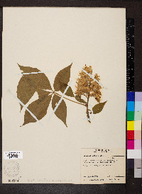 Aesculus glabra image