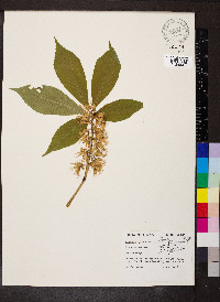 Aesculus glabra image