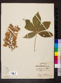 Aesculus glabra image