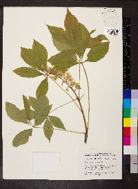 Aesculus glabra image