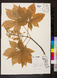 Aesculus glabra image