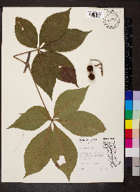 Aesculus glabra image