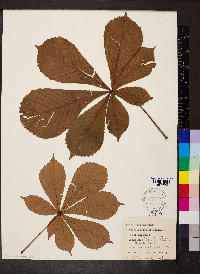 Aesculus hippocastanum image