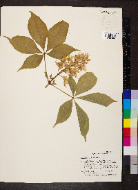 Aesculus glabra image