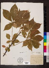 Aesculus glabra image