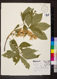 Aesculus glabra image