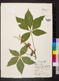 Aesculus glabra image