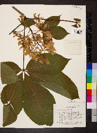 Aesculus flava image