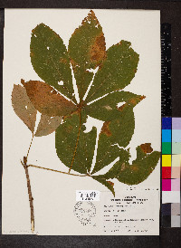 Aesculus flava image