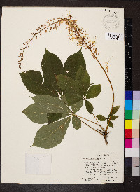 Aesculus parviflora image