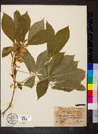 Aesculus sylvatica image