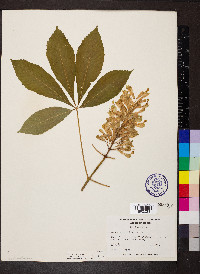 Aesculus sylvatica image