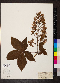 Aesculus flava image