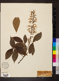 Aesculus parviflora image