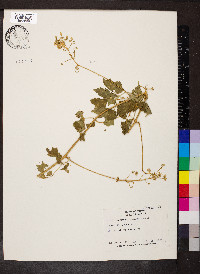 Cardiospermum grandiflorum image