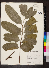 Cupania belizensis image