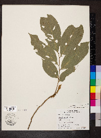 Cupania sylvatica image