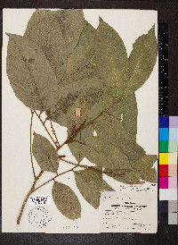 Cupania sylvatica image