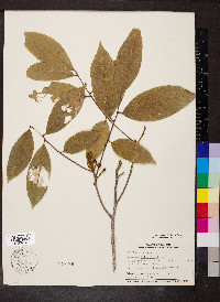 Cupania sylvatica image