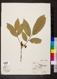 Cupania sylvatica image