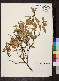 Dodonaea petiolaris image