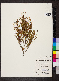 Dodonaea viscosa image