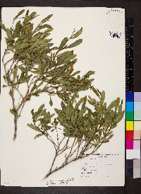 Dodonaea viscosa image