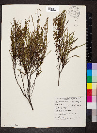 Dodonaea viscosa subsp. angustissima image