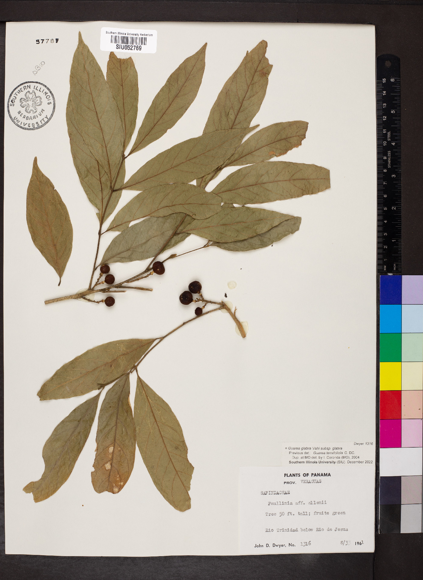 Guarea glabra subsp. glabra image