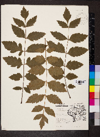 Koelreuteria paniculata image