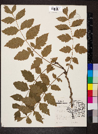 Koelreuteria paniculata image