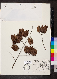 Koelreuteria paniculata image