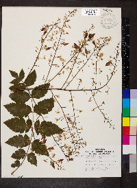 Koelreuteria paniculata image