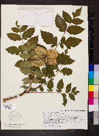 Koelreuteria paniculata image