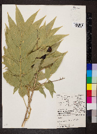 Melicoccus bijugatus image