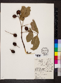 Melicoccus bijugatus image