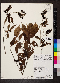Paullinia capreolata image